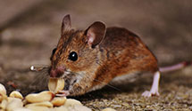 24 Hour & Emergency Exterminators in Vasa, MN